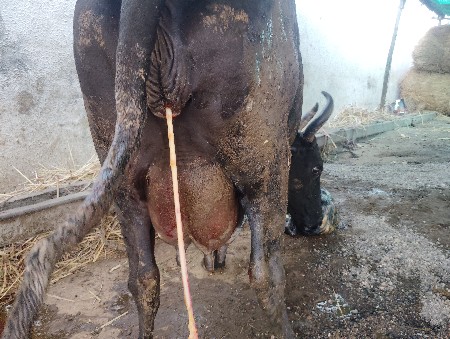 थंबनेल 2