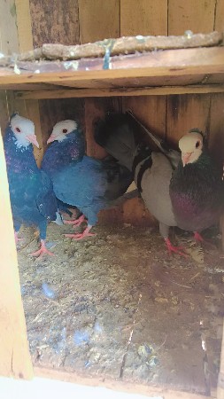 થંબનેલ 2