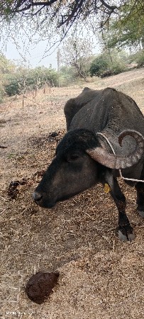 9723197610 ફોન કરો