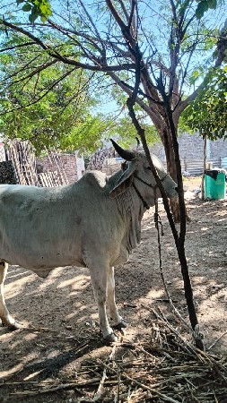 थंबनेल 2