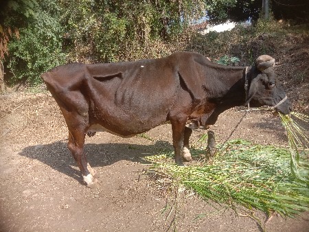 sf ગાય આપી દેવા ની સે