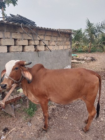 थंबनेल 2