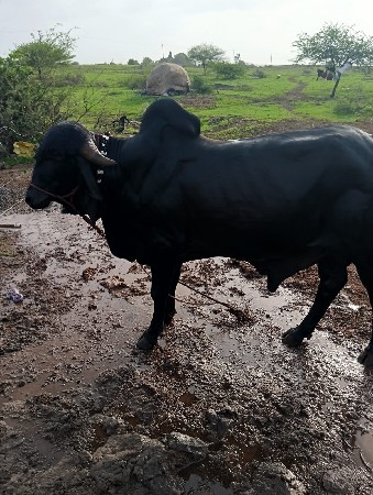 थंबनेल 3