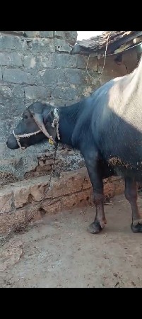 थंबनेल 3