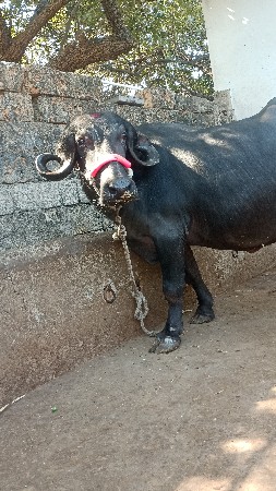 ભેંસ વેચવાની છે