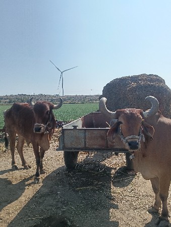 બળદ વેશવાના છે