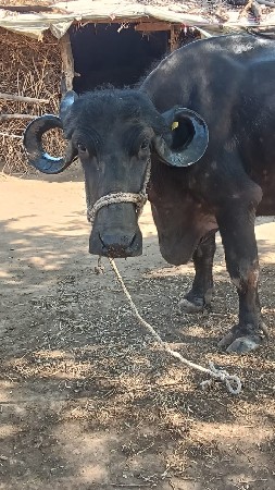 ખડાય વેચવાની છે