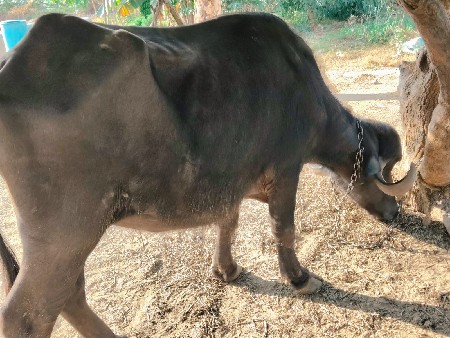 थंबनेल 3