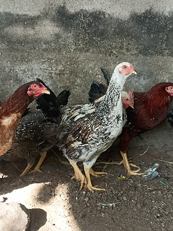 મુરઘિ મુરઘા વેચવાના છે