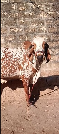 થંબનેલ 2