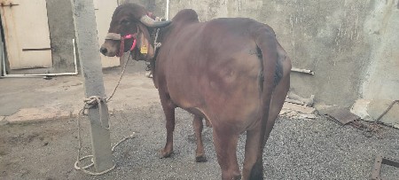 થંબનેલ 2