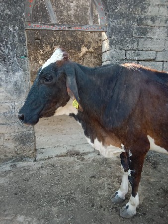 જર્સી ગાય વેચવાની છે