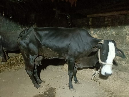 hf પેલા વેતર ની વેચવાની છે