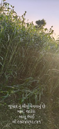 જુવાર નુ લીલું વેચવાનું છે