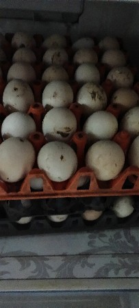 દેશી ઈંડા