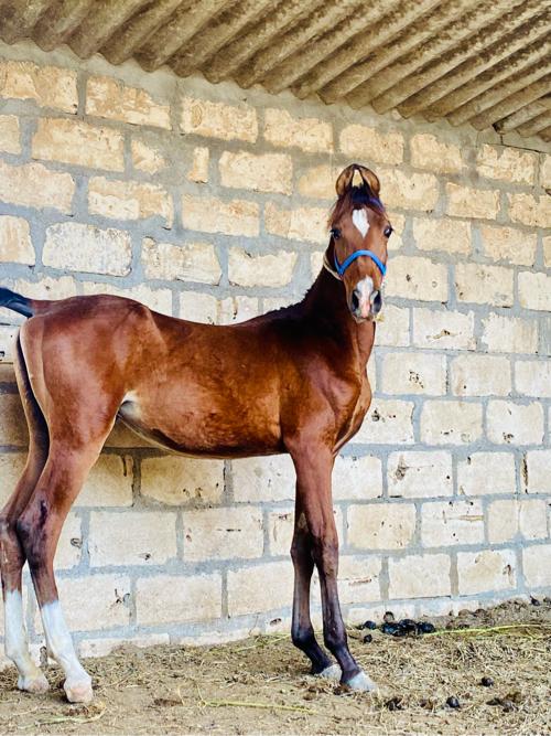 थंबनेल 2