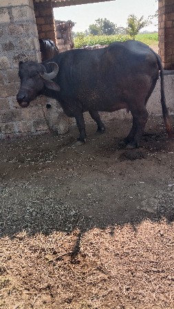 थंबनेल 2