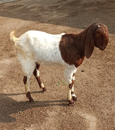 બકરી વેચવાની છે