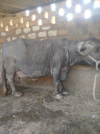 थंबनेल 2