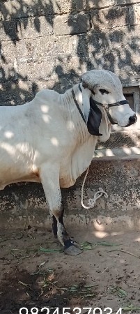 ખોટ વેચવા નો છે