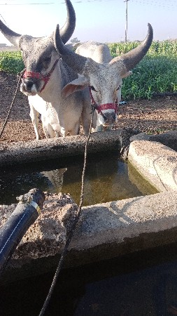 ચાર ચાર દાંત એક મોડલ