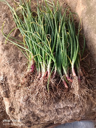 લીલો રોપ