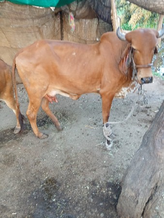 વેચવા ની છે