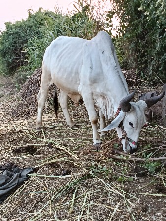 થંબનેલ 3