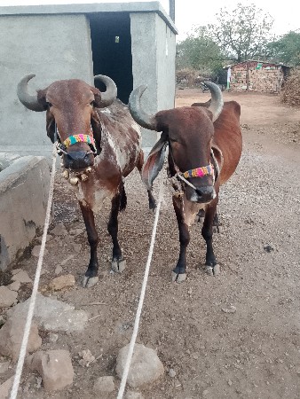 थंबनेल 2