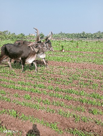બળદ વેચવા ના છે