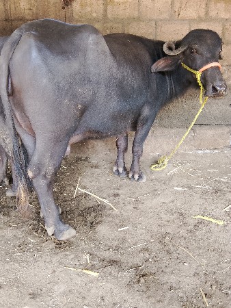 ભેંસ વેચવાની છે સાટા એ કરવા