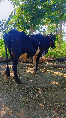 थंबनेल 3