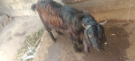 1 બકરો વેસવાનો છે