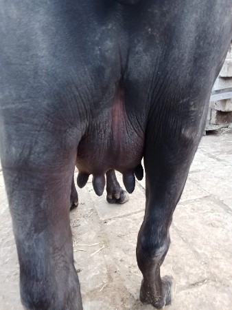 थंबनेल 3