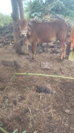 ગોઢલો વેચવાનો છે