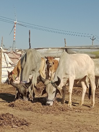ગોઢલા વેચવાના છે