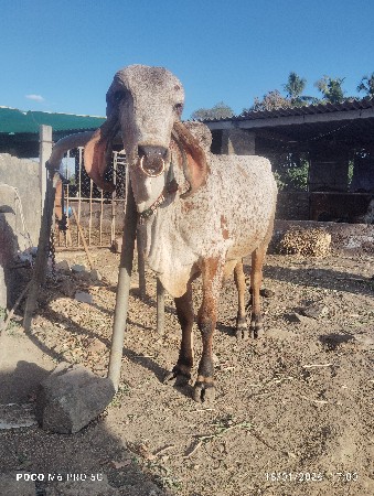 थंबनेल 2