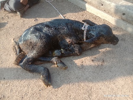 આજ ભેંસ વીયાણી પાટો વેચવાનો છે