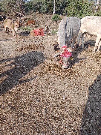 थंबनेल 3