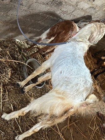 થંબનેલ 2