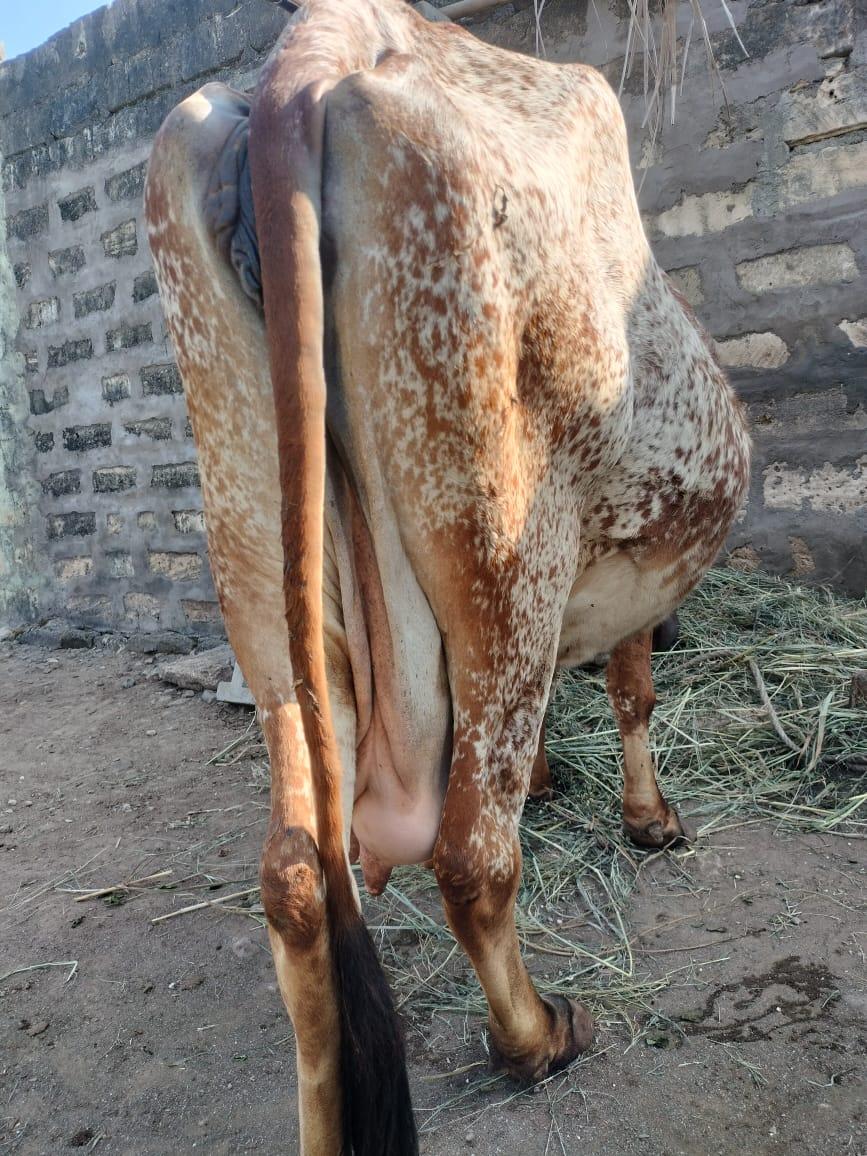 ગાય અને ખડેલી વેચવાની છે