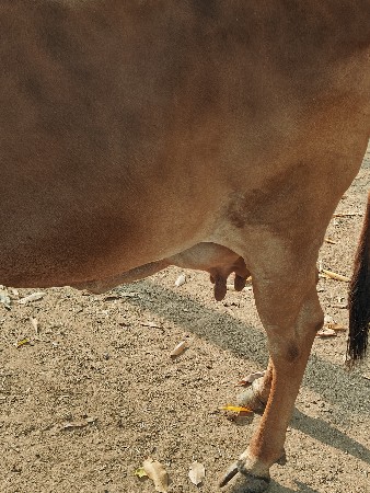 ગીર ગાય વેચવાની છે