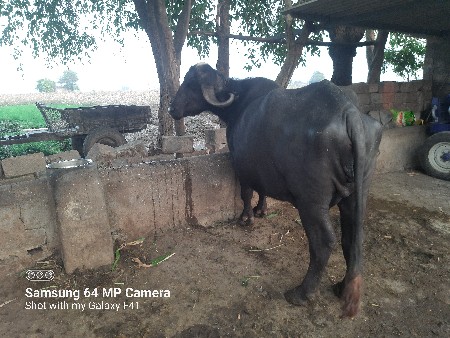 थंबनेल 3