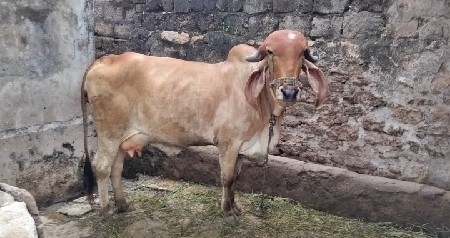 ગીર ગાય વેચવાની છે....