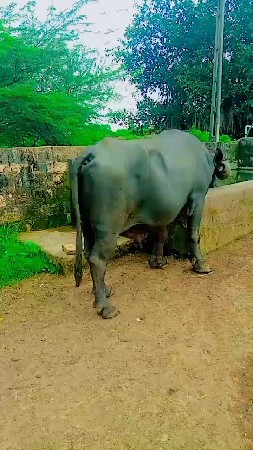 थंबनेल 2