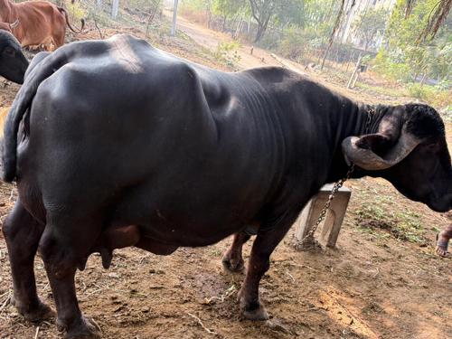 વેચવા ની છે