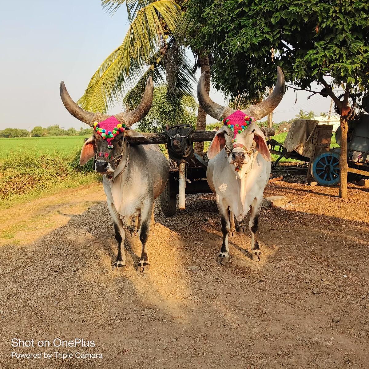ગોઢલા એક વાવણી વાવેલ