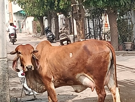 ગાય વેચવાની છે.