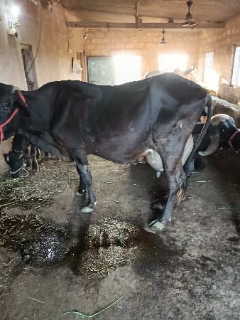 SF કૉર્સ ગાય વેસવાની છે