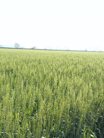 જમીન વેચવાની